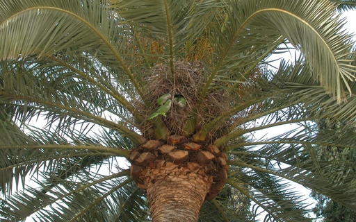 book.3230.palmtree5918.webp